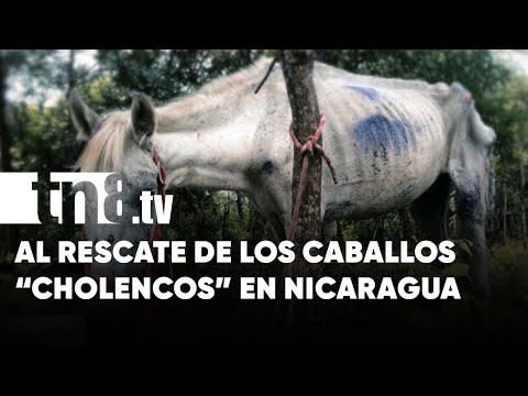 No más maltrato: Al rescate de caballos «cholencos» en Nicaragua