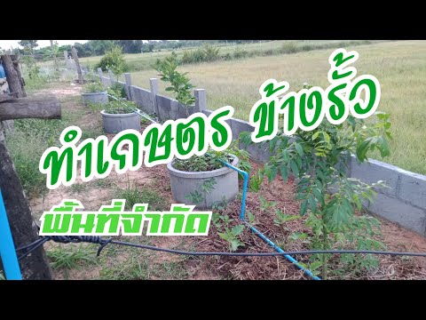 ทำเกษตรข้างรั้ว-สำหรับคนพื้นที ทำเกษตรข้างรั้ว-สำหรับคนพื้นที