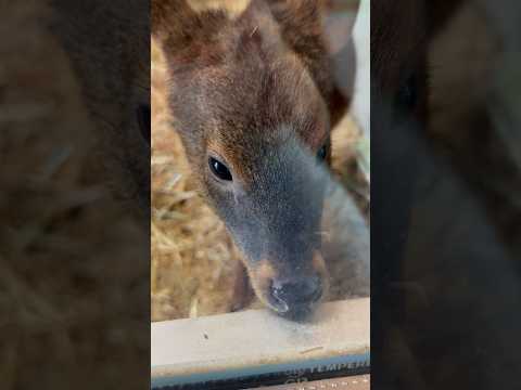 埼玉県こども動物自然公園：6月生まれのスイくんプーズーのかわいいショート動画 サムネイル