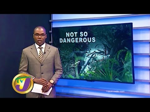 TVJ News: Crocodile Habitat in St Thomas - January 7 2020