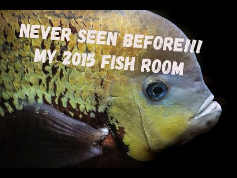 My FIRST FISH ROOM- 2015 lost footage A look at my first fishroom and an update on what i have been doing