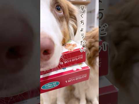 お薬が嫌いな姉犬の代わりに飲んであげようとする弟犬が可愛い😂【ボーダーコリー・オーストラリアンシェパード】#shorts