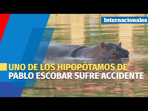 Uno de los hipopótamos de Pablo Escobar sufre accidente