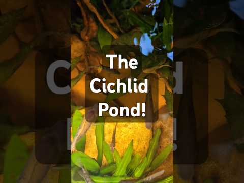 I could sit and watch the cichlid pond all day! #f 