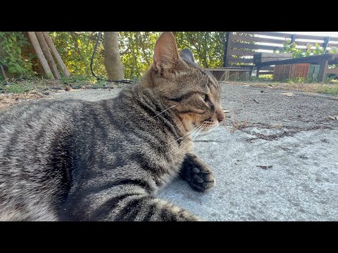 ２年経っても未知数な猫