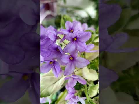 ТО-Солодка Павутинка #фіалка #фіалкиукраїна #фіалкитатарчук