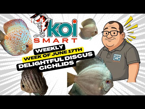Delightful Discus Cichlids @ Koi Smart | Koi Smart Koi Smart Weekly_ Discover Our Show-Stopping Discus Cichlids!
Welcome to this week's episode of Koi 