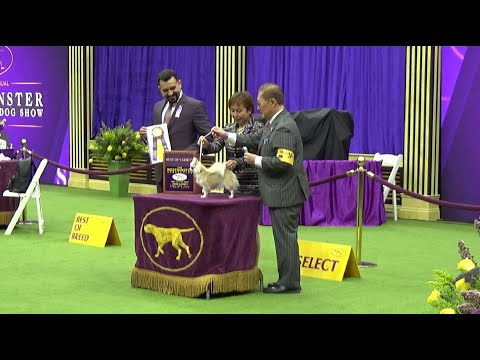 Chihuahua Westminster dog show 2024