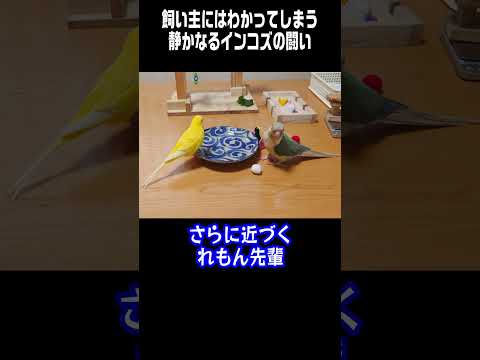 飼い主にはわかってしまう静かなるインコズの闘い😊　 #Short #インコ #セキセイインコ #ウロコインコ #小鳥 #お笑い #おもしろ動画 #Parakeet #conure