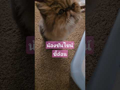 แมวพิการสู้ชีวิต🐱🐱คนไทยในอเมร