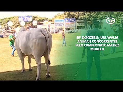 89ª ExpoZebu: Júri avalia os animais concorrentes pelo Campeonato Matriz Modelo