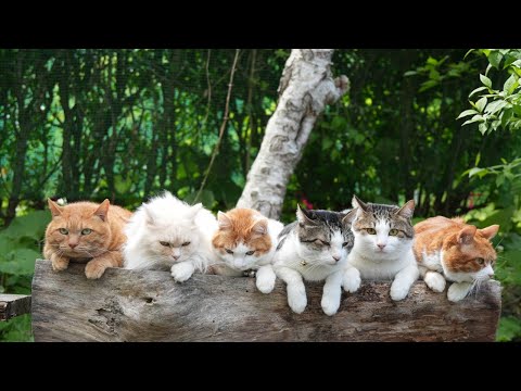 切り株の上にいる6匹の猫の癒しのひととき サムネイル
