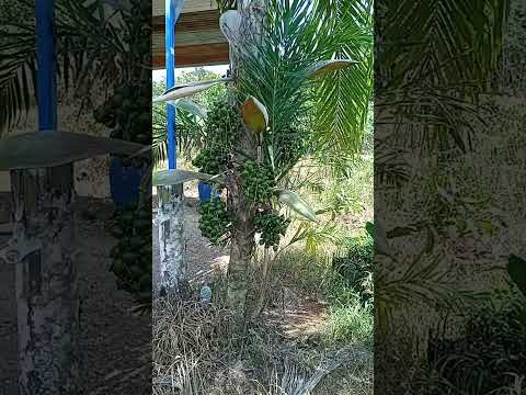 Palma de pejibaye enana(chontaduro)
