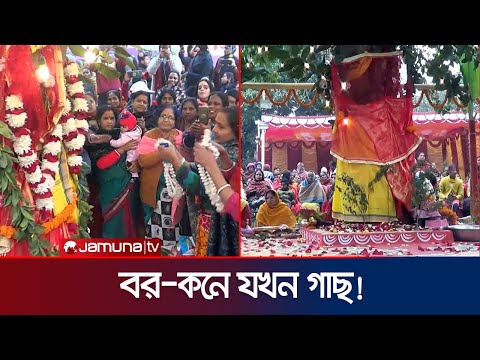 দিনাজপুরে মহাধুমধামে বট-পাকুড় গাছের বিয়ে! | Dinajpur | Different Marriage | Jamuna TV