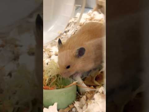 涼しくなってきたから温度管理も楽#shots #cat #好きな子猫 #モフ猫 #ハムスター #子ネコ #hamster #癒し #キンクマ #ロボロフスキー #ハチワレ猫 #かわいい 、