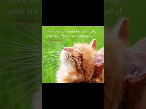 #music #cat #christianmusic #love #christiansongs #dailybibleverse #cute #petlover