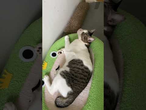 Cats day 31 Oct 2025 #cats #catlover #tombamlucky #fypsg #sgcats