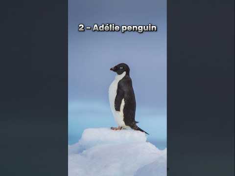 Top 10 Cutest Animals in the World-(part-3) #shorts2024 #animals #trending