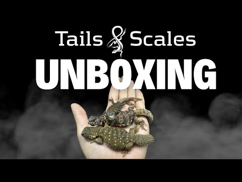 Tails and Scales Reptile Unboxing - Captive Bred U Just a short video showing off some of the new uromastyx we received recently. We have a lot of ship
