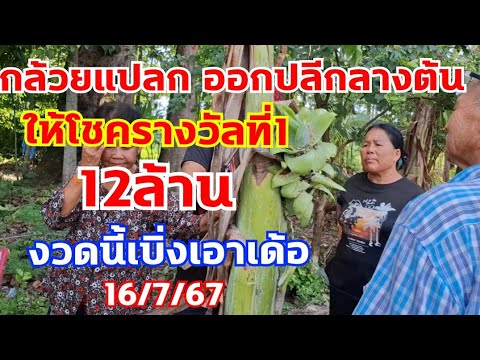 สาธุเด้อกล้วยให้โชครางวัลที่1