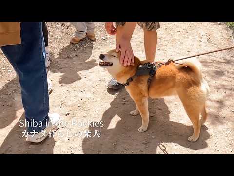 柴犬のモフモフを触ったカナダ人の反応が最高だった【4K】