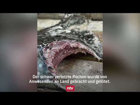 Entsetzen über Jetski-Einsatz: Hai auf Rochenjagd versetzt Badende in helle Aufregung | ntv