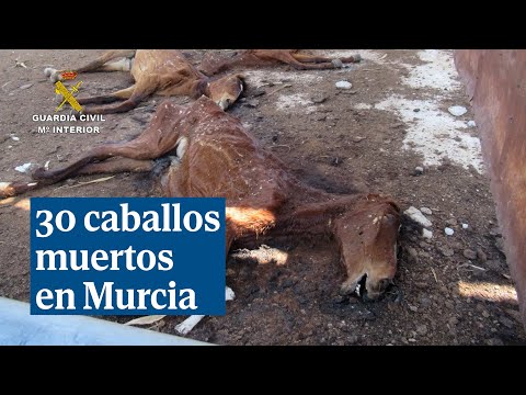 Encuentran 30 caballos muertos en una granja de Murcia
