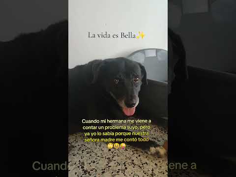 La vida es Bella✨ #animalshorts #chisme #problemas #hermanas #madres #familia #memesviral #humor