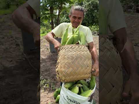 Muito bom fazer a colheita dos legumes #sitiolagoverde