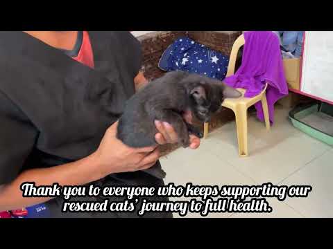 Kitten last deworming day/ Goodbye worms