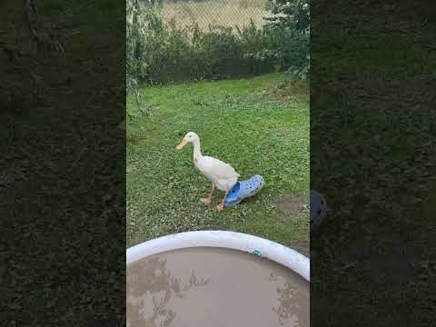 White Duck Drags Large Blue Shoe Across Grass While Walking