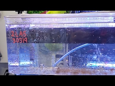 Daphnia in a fishroom, how I do it & weekly update 