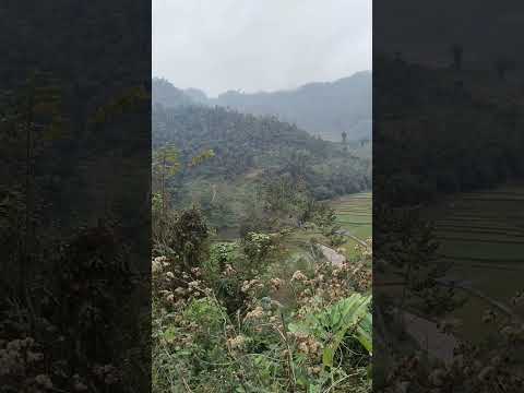 Ruộng Bậc Thang #shorts | Qua Miền Tây Bắc