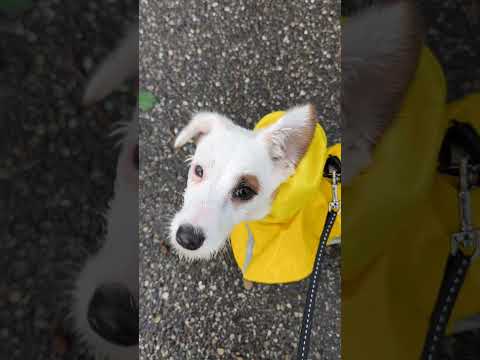 "Happy Walk With My Puppy on a Rainy Day🐾 | Cute Dog Adventures & Fun Moments!"