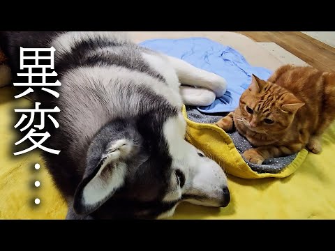 身体に異変が見つかりました...