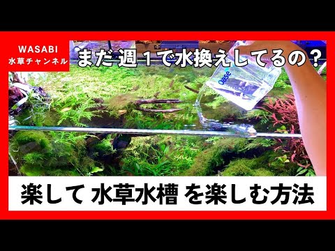 もっと楽に水草水槽を管理しよう！「水換え頻度を少なくする方法」コケ対策、水草レイアウト、ADA,エーハイム、コトブキ、ニッソー、oase、ネイチャーアクアリウム、水替え方法、初心者、立ち上げ、濾過器