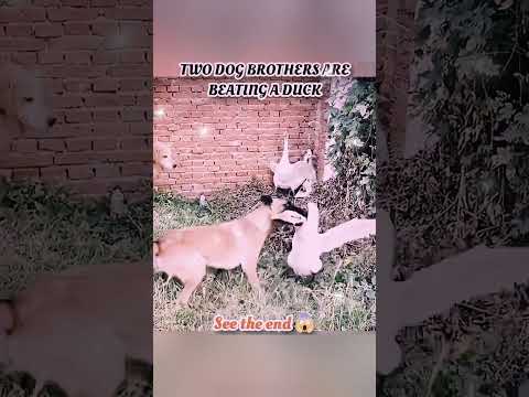 wait for end 😱 #trending#animals#wildlife#lion#shorts#youtube