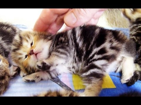 Kitten wants to be petted .Cutest Cat Moments