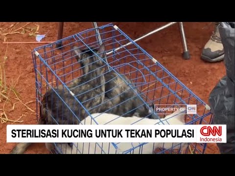 Sterilisasi Kucing untuk Tekan Populasi