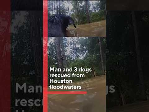 Man and 3 dogs rescued from Houston floodwaters #shorts