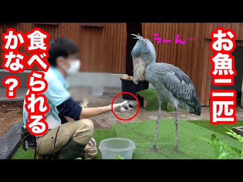 もうすぐ閉園…お魚二匹食べられるかな?ハシビロコウふたばちゃん!【夏のふたば2025-10】Futaba, Shoebill  summer 2025-10