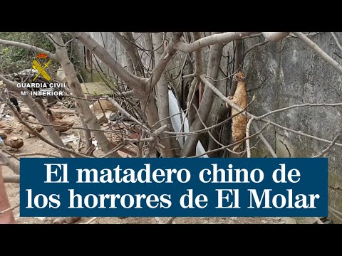 La insalubridad del matadero clausurado en El Molar obliga a sacrificar a 650 animales