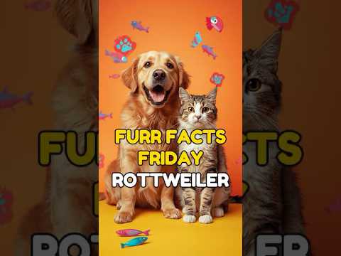 🐾 5 Surprising Facts About Rottweilers 🐕 | Furr Facts Friday