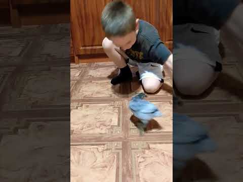 Дрессировка цыплят