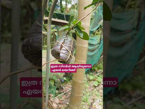 ഇനി വീട്ടിൽ തന്നെ എയർ ലയറിങ്ങ് ചെയ്യാം... #shortsfeed #shortvideo #shorts #airlayering #agriculture