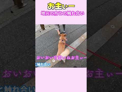おいおい可愛いねーお主ー #柴犬 #柴犬 #shibainu #癒し