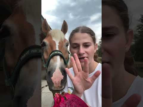 #cheval #cavaliere #horse #cavalier #equestrian #equitation #humour