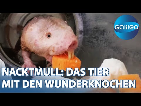 Nacktmull: Knochen wachsen auf Knopfdruck? | Galileo | ProSieben