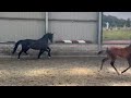 Dressuurpaard Super mooie fok/draag merrie