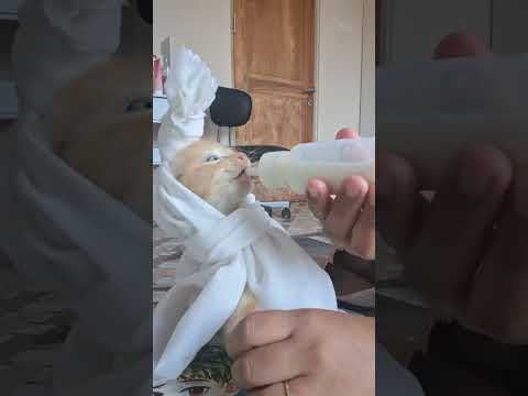 comelnya #semuaorang #kucing #pororo #fypシ #kucinglucu #fypシ゚viral #cat